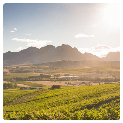 Pinotage-images-3